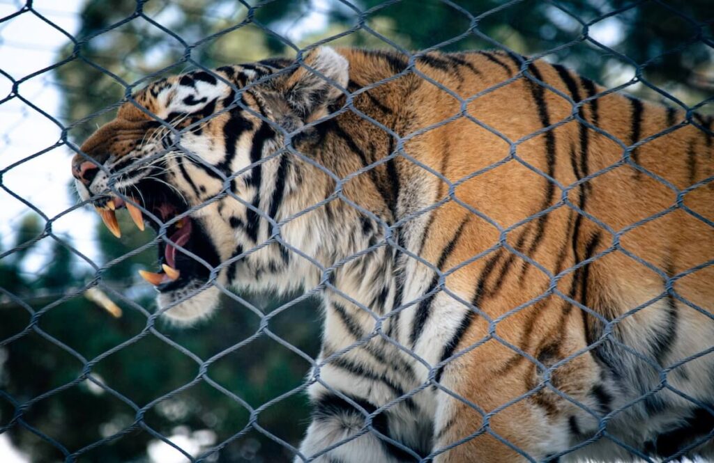 A tiger yawning behind a fence for some zoo photography