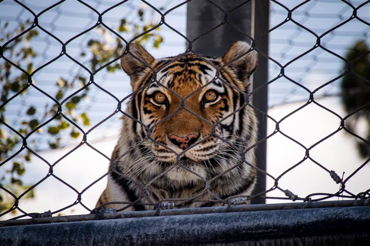 zoo photography, The Ultimate Guide to Zoo Photography: Make Your Photos Look Like a Safari!