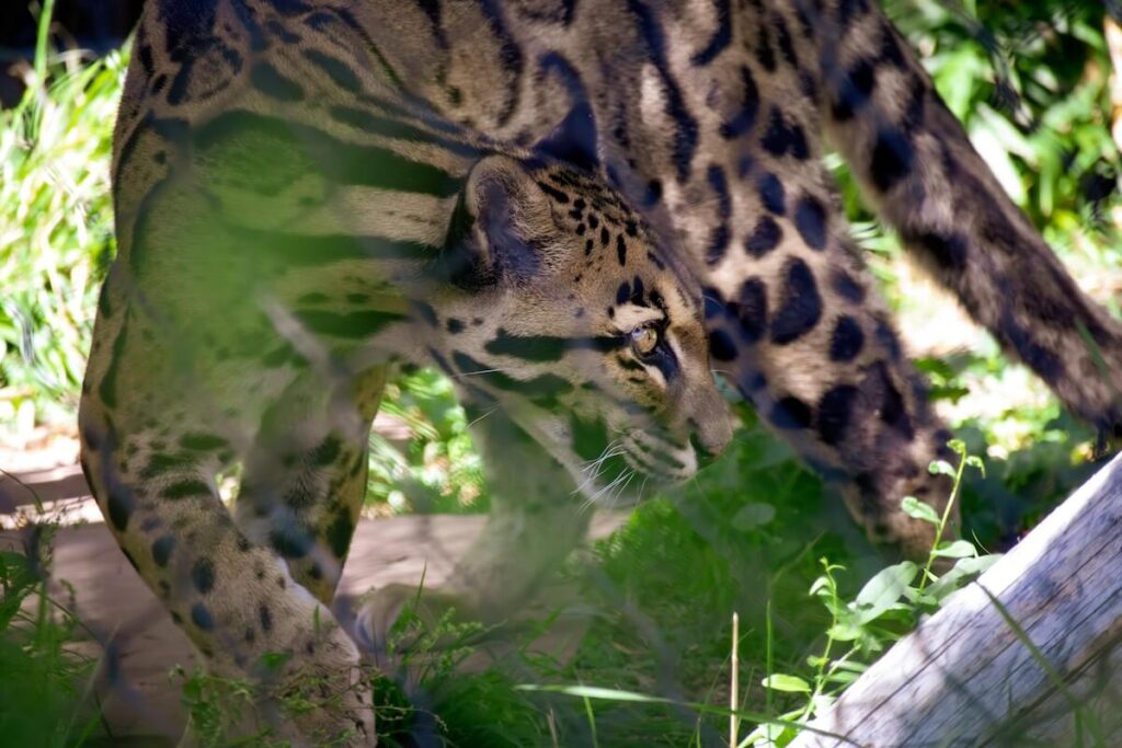 A clouded leopard photographed through a fence while taking pictures at a zoo in Denver.
