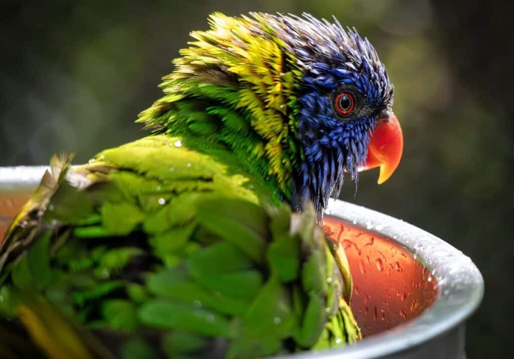 A lorikeet taking a bath in a bird encounter at a zoo