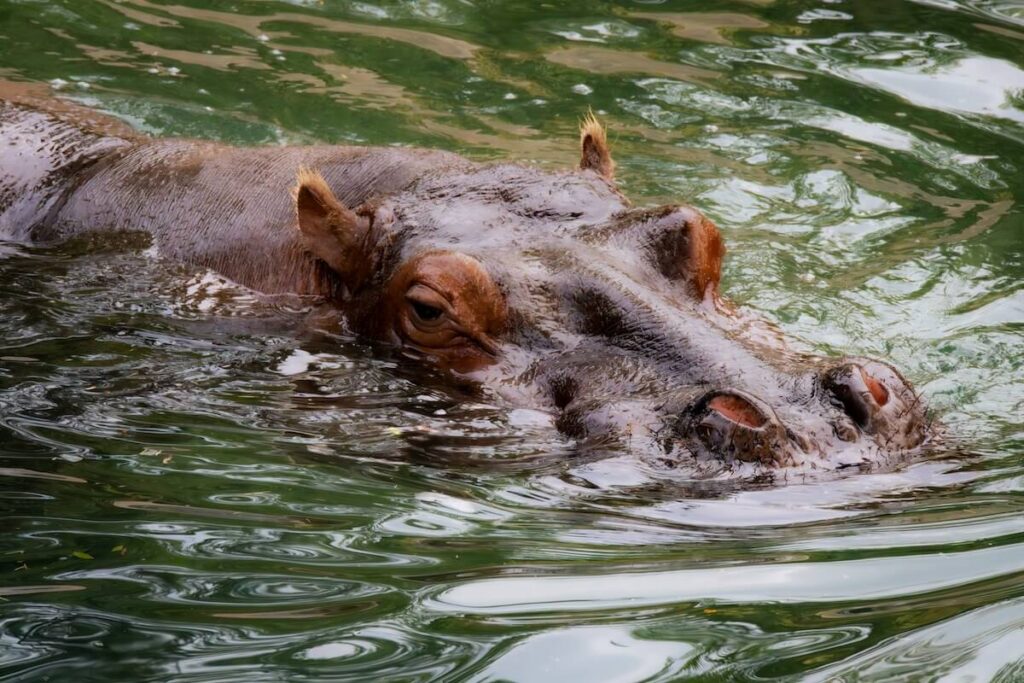 A hippo wading in water while taking pictures at the zoo