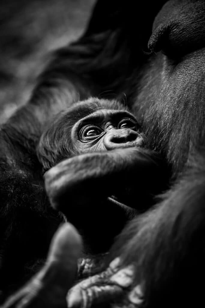 A close up of a baby gorilla being held by it's mother in a zoo in Colorado Springs (Cheyanne Mountain Zoo)